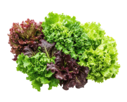 A group of different types of lettuce png