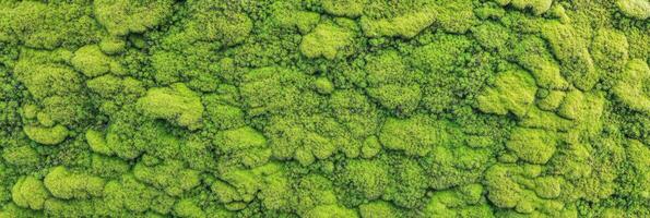 Lush green moss texture covering the landscape for natural background concept photo