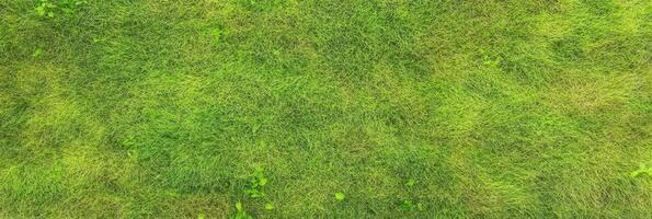 Vibrant green grass texture with fresh blades and natural patterns concept photo
