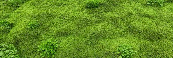 Lush green moss texture with natural plant growth concept photo