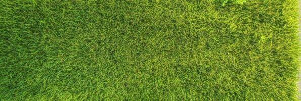 Vibrant green grass texture background for nature and lawn concepts photo