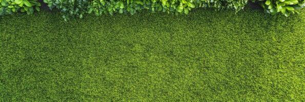 Lush green grass lawn with dense leaf hedge in garden aerial view concept photo