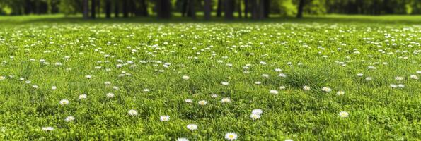 Idyllic meadow with blooming daisies on a sunny day in spring nature concept photo