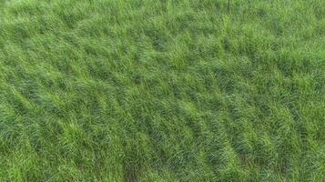 Lush green grass field background with vibrant foliage for nature concepts photo