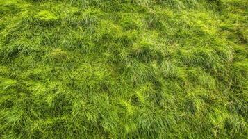 Lush green grass covering natural landscape with vibrant texture concept photo