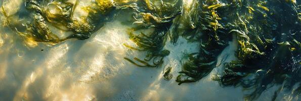 Aerial view of vibrant green seaweed swirling in clear ocean water photo