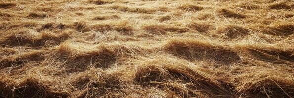 Golden wheat field with harvested crops and sunlit textures in rural landscape photo