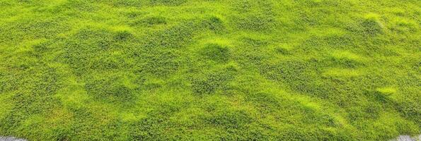 Vibrant green grass texture capturing nature's fresh and lush surface photo