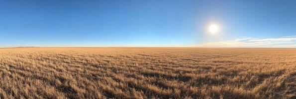 Vast sunlit wheat field under clear blue sky with bright sun horizon concept photo