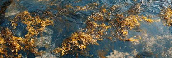 Golden seaweed floating on surface of deep blue ocean water creating natural pattern photo