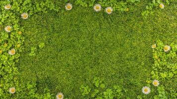 Green grass background with border of daisies and fresh leaves for natural concept photo