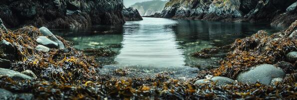 Tranquil coastal landscape with seaweed and rocky shoreline reflecting serenity photo
