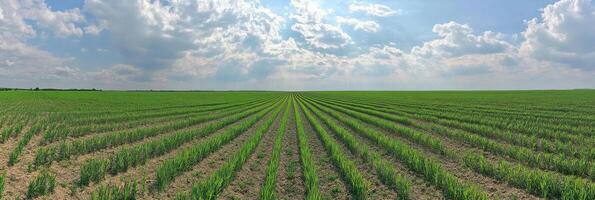 Vast green cornfield under a cloudy sky depicting agricultural abundance photo