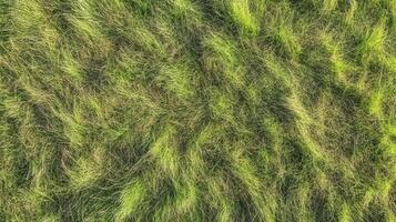 Lush green grass field with natural texture and vivid colors from top view photo