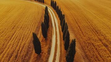 Aerial view of winding dirt road through golden wheat field lined with tall cypress trees photo