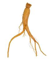 Brown raw ginseng root on isolated background photo