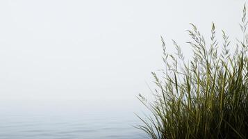 A field of tall grass is next to a body of water. The water is calm and the grass is tall and green. The scene is peaceful and serene, with the water and grass creating a sense of tranquility photo