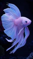 Stunning Blue and Purple Betta Fish with Flowing Fins photo
