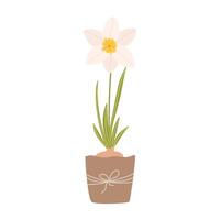 Cute illustration of a narcissus flower plant in a pot vector