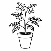 Line Art of Potted Tomato Plant for Garden Design and Education vector