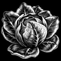 A black and white drawing of a large leafy green cabbage vector