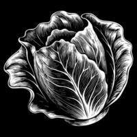 A black and white drawing of a head of lettuce vector