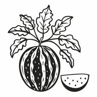 Hand Drawn Watermelon with Leaves and Slice Illustration vector