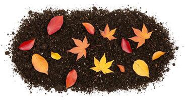 Autumn Leaves on Dark Soil Background Rich Fall Colors Nature Photography red warm cool tone maple photo