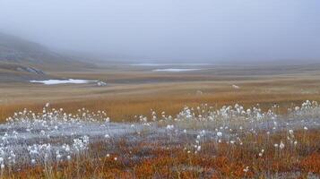 A serene landscape featuring fog, colorful grasses, and white flowers in a tranquil setting. photo