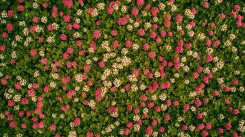 A vibrant aerial view of a flower garden with pink and white blooms amidst green leaves. photo