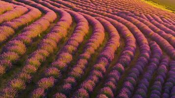 Aerial view of vibrant lavender fields in wavy patterns during golden hour. photo
