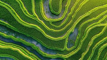 Aerial view of lush green rice terraces with winding patterns and water channels. photo