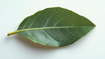 A leaf on a white surface photo
