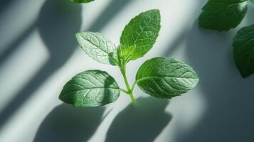 A close up of a leaf on a white surface photo