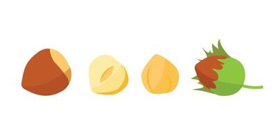 Hazelnut set. Logo. Isolated hazelnut on white background vector