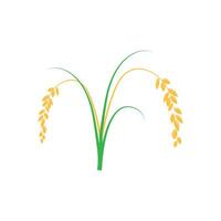 Rice set. Isolated rice on white background vector