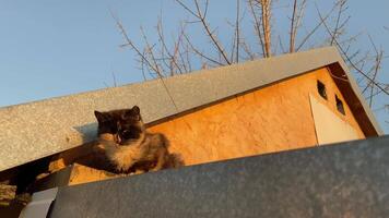 A cat sits on the roof of a house in spring. video