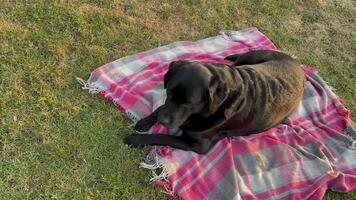 Labrador Retriever lying on the grass on a blanket. Dog in the garden video