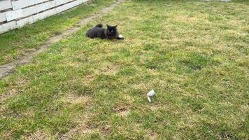Black cat on the grass and a chihuahua approaching him. video