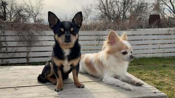 Three dogs in the garden for a walk. A Labrador Retriever and two Chihuahuas video