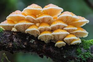 A group of mushrooms is sitting on a branch photo