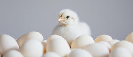 A small white chicken is standing in a group of white eggs photo