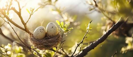 Two eggs in a nest on a tree branch photo
