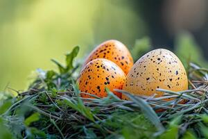 Three eggs in a nest with grass and trees photo