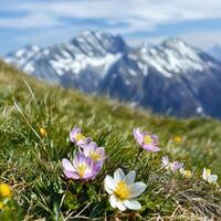 Flowers in the grass with mountains in the background photo