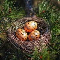 Three eggs in a nest on a branch of a pine tree photo