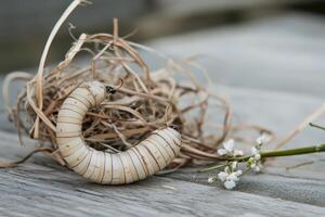 A worm sitting on top of a nest of twigs photo