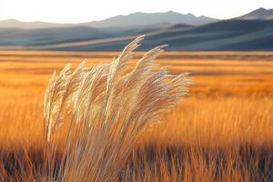 Tall grasses in the desert at sunset photo