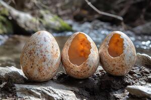 Three eggs are sitting on a rock near a stream photo