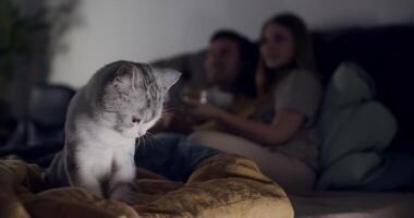 Spend a Cozy Evening with Your Cat and Friends in the Softest, Most Inviting Lighting Possible video